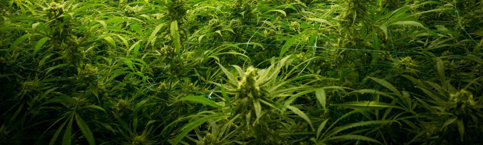 B.C. communities given power to block cannabis ‘bunkers’ on agricultural land B.C. communities given power to block cannabis ‘bunkers’ on agricultural land